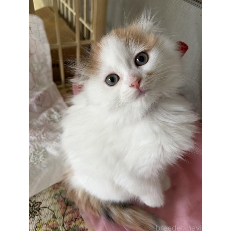 販売中の神奈川県のスコティッシュフォールド(折れ耳)-132865の15枚目