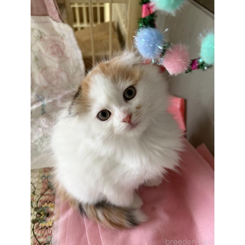 販売中の神奈川県のスコティッシュフォールド(折れ耳)-132865の14枚目