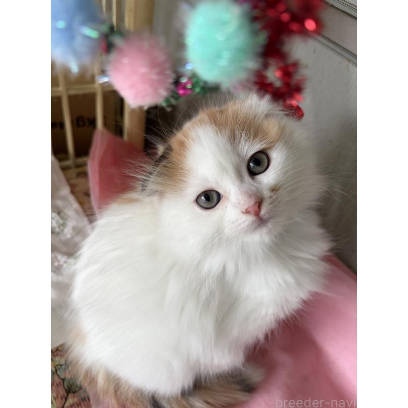 販売中の神奈川県のスコティッシュフォールド(折れ耳)-132865の12枚目