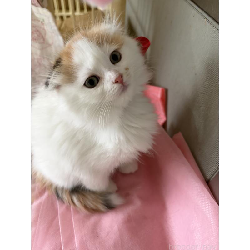 販売中の神奈川県のスコティッシュフォールド(折れ耳)-132865の10枚目