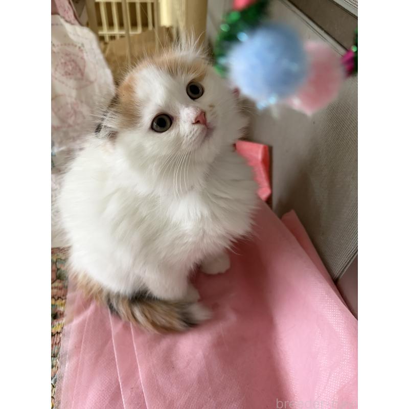販売中の神奈川県のスコティッシュフォールド(折れ耳)-132865の9枚目