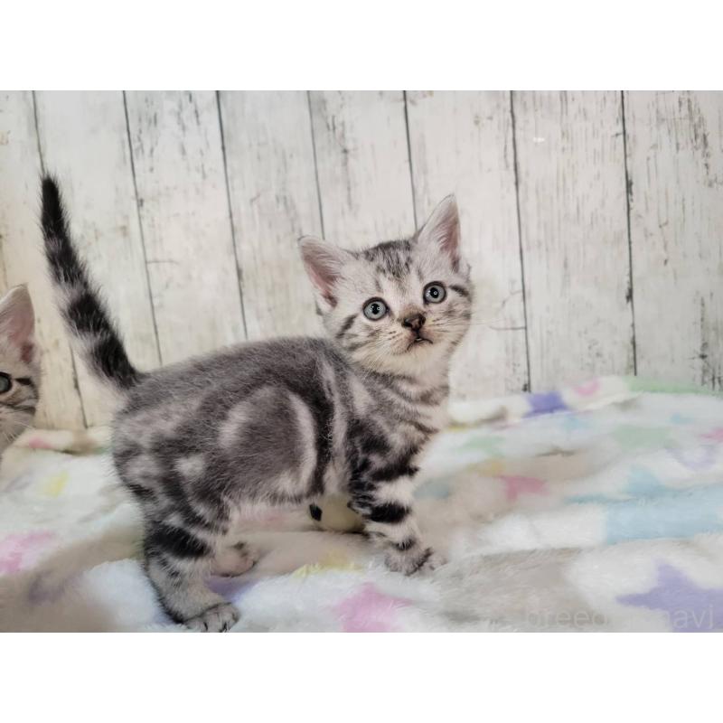 販売中の三重県のアメリカンショートヘア-133276の5枚目