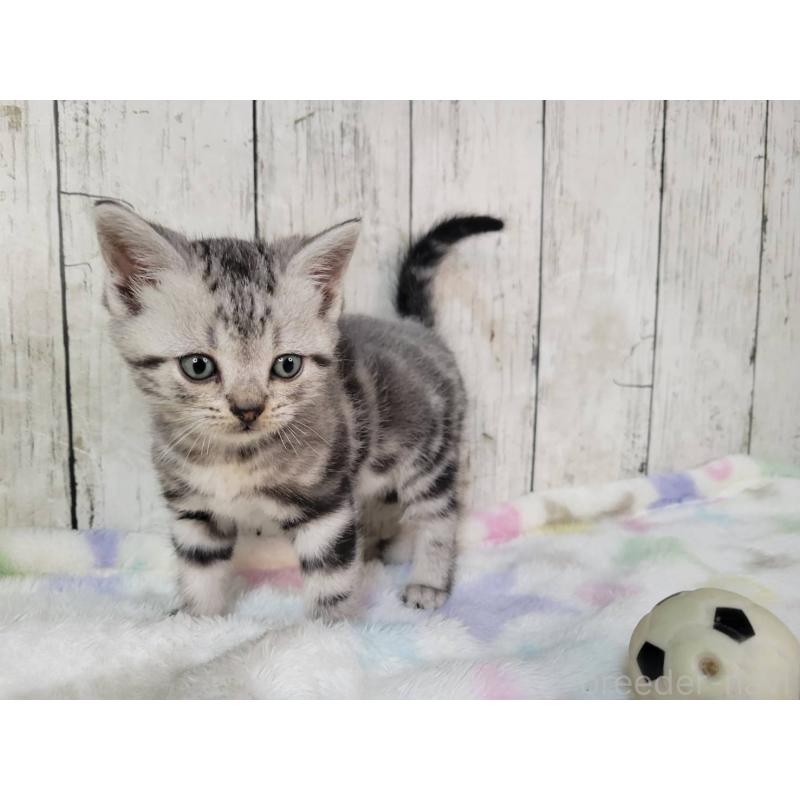 販売中の三重県のアメリカンショートヘア-133276の4枚目