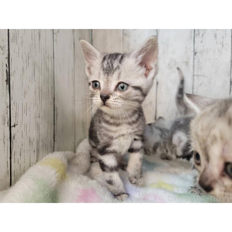 商談中の三重県のアメリカンショートヘア-133277の5枚目