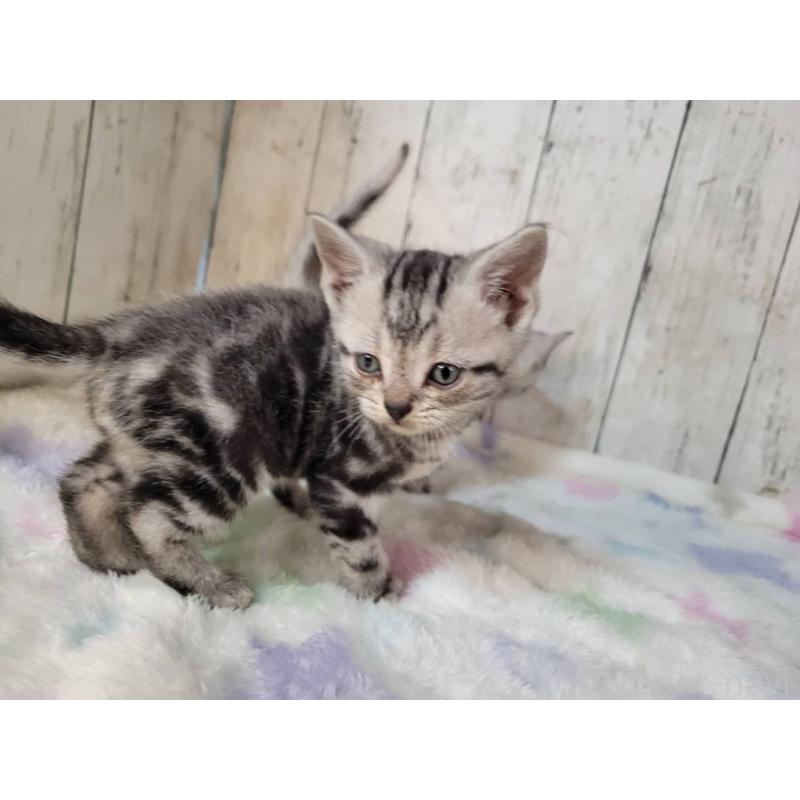 商談中の三重県のアメリカンショートヘア-133277の4枚目