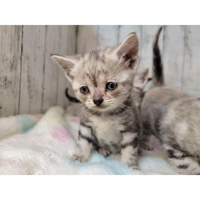 成約済の三重県のアメリカンショートヘア-133278の5枚目