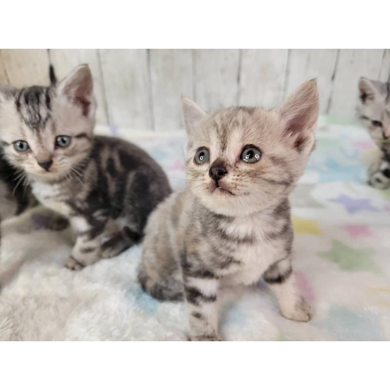 成約済の三重県のアメリカンショートヘア-133278の4枚目