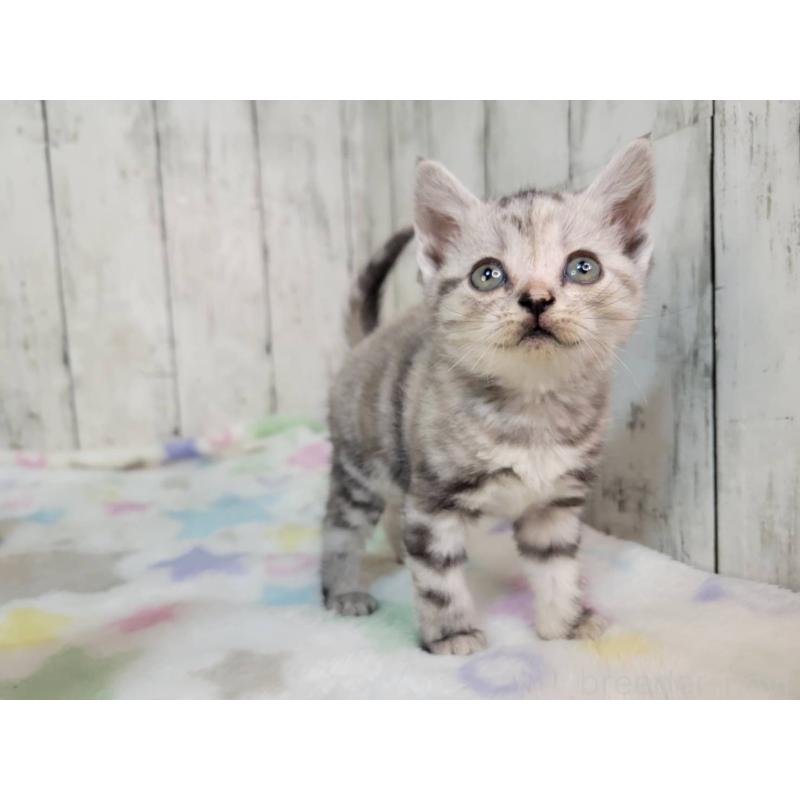 成約済の三重県のアメリカンショートヘア-133279の5枚目