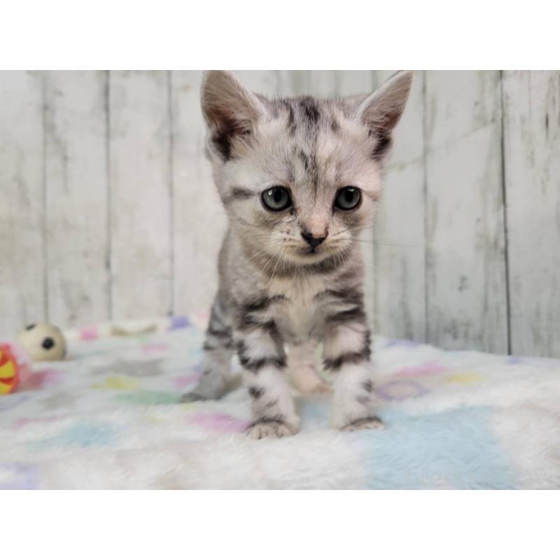 成約済の三重県のアメリカンショートヘア-133279の4枚目