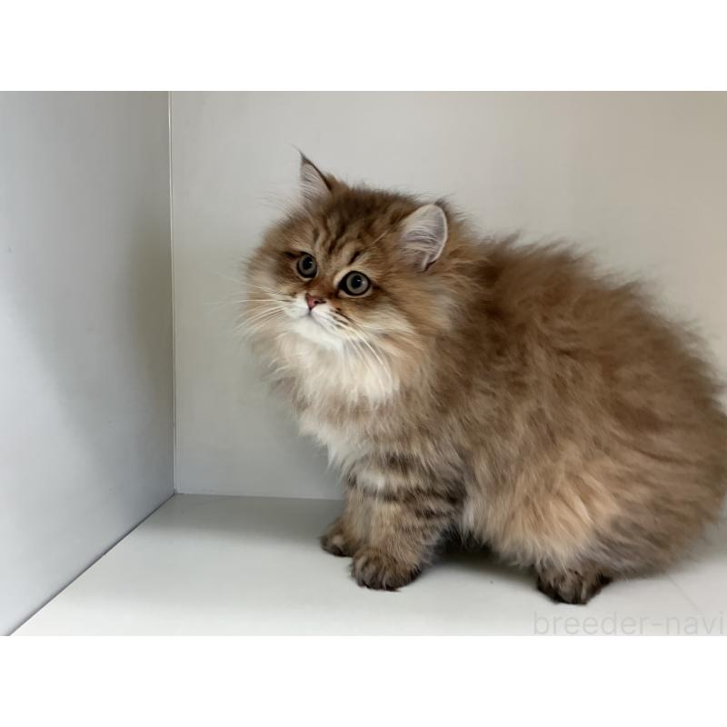 販売中の山形県のペルシャ(チンチラ)-127392の7枚目