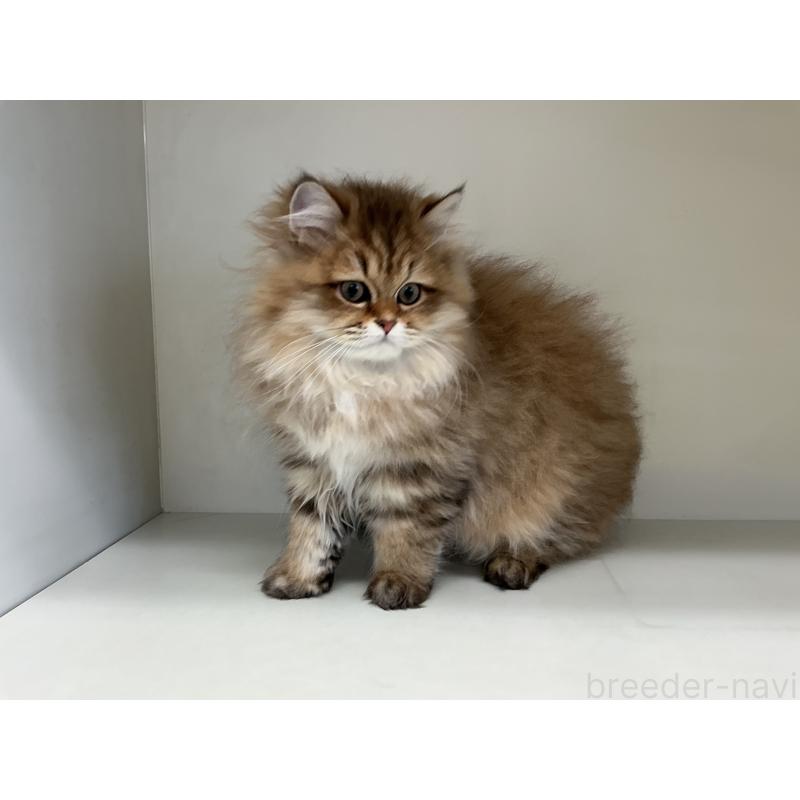 販売中の山形県のペルシャ(チンチラ)-127392の6枚目