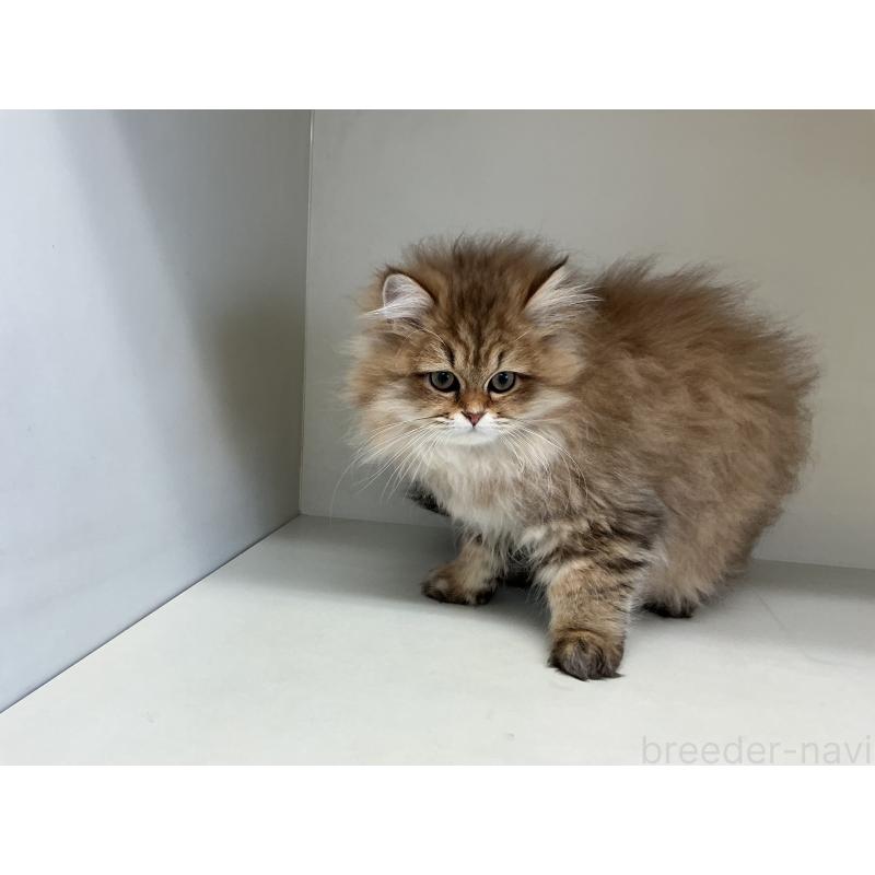 販売中の山形県のペルシャ(チンチラ)-127392の5枚目