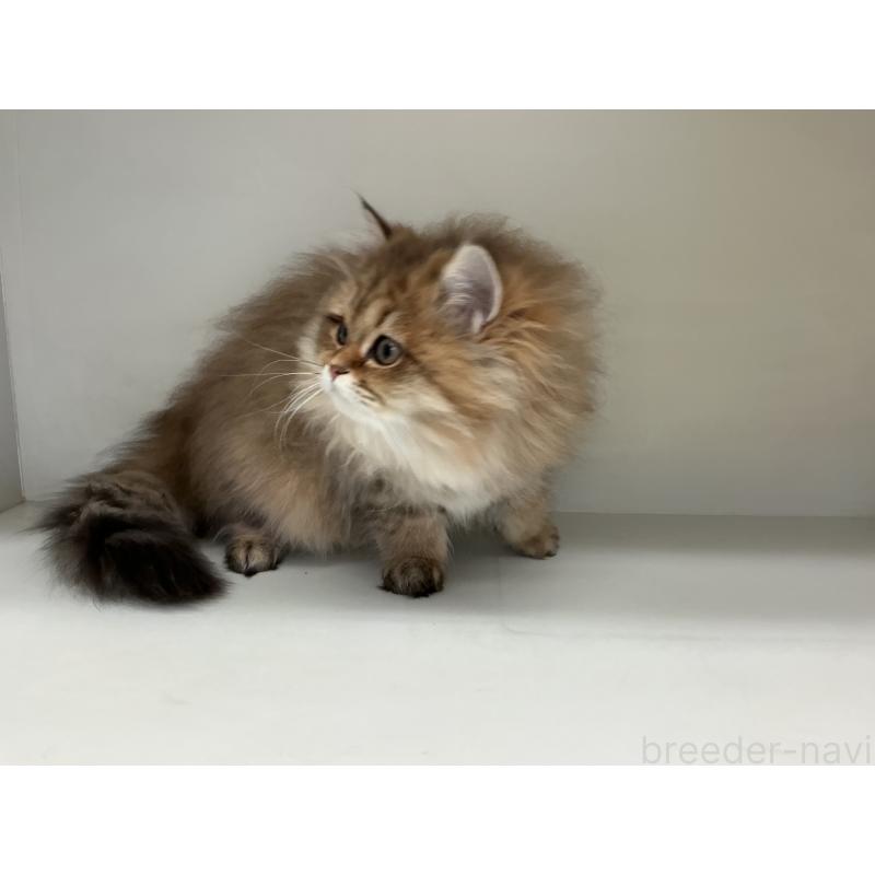 販売中の山形県のペルシャ(チンチラ)-127392の4枚目