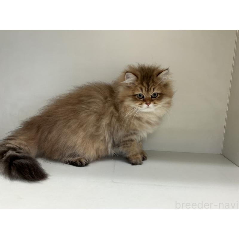 販売中の山形県のペルシャ(チンチラ)-127392の3枚目