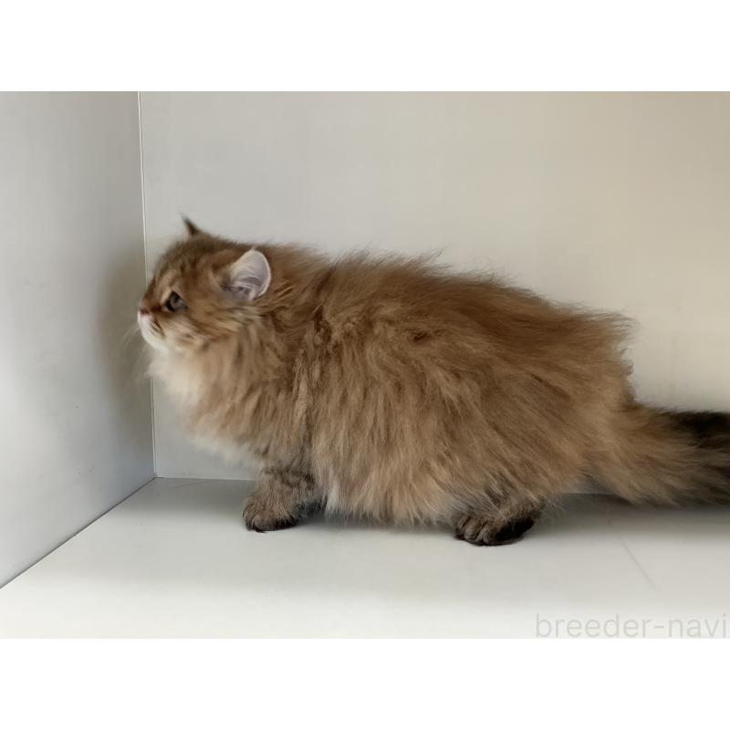 販売中の山形県のペルシャ(チンチラ)-127392の2枚目