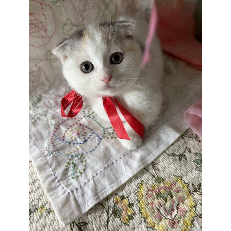 販売中の神奈川県のマンチカン(短足)-132870