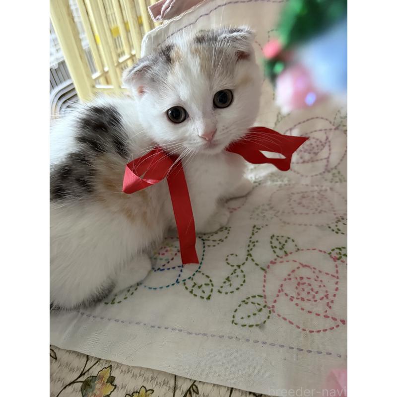 販売中の神奈川県のマンチカン(短足)-132870の13枚目