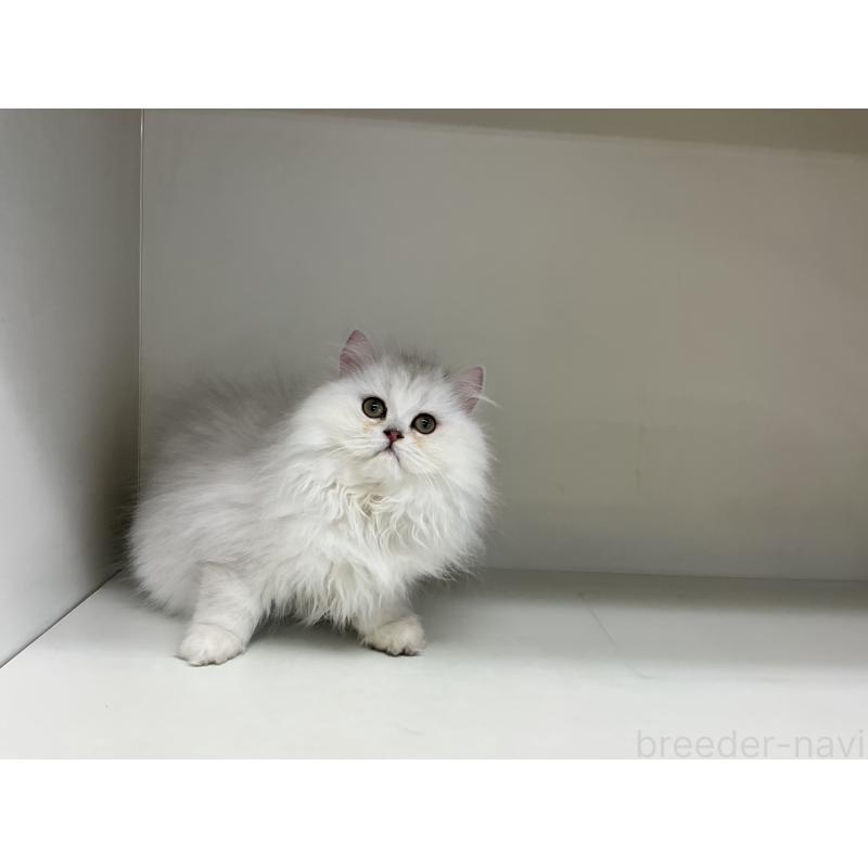 販売中の山形県のペルシャ(チンチラ)-127390の6枚目