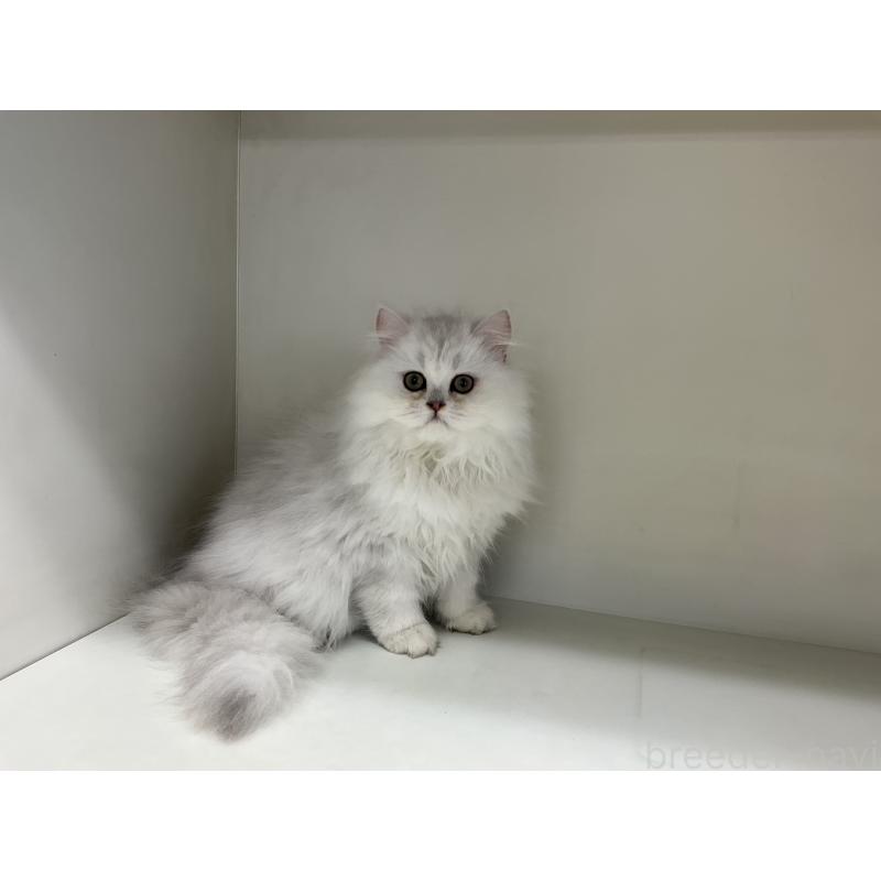 販売中の山形県のペルシャ(チンチラ)-127390の5枚目