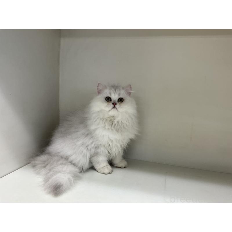 販売中の山形県のペルシャ(チンチラ)-127390の4枚目