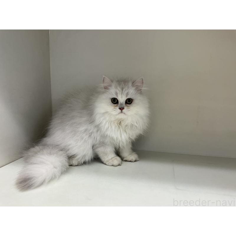 販売中の山形県のペルシャ(チンチラ)-127390の3枚目