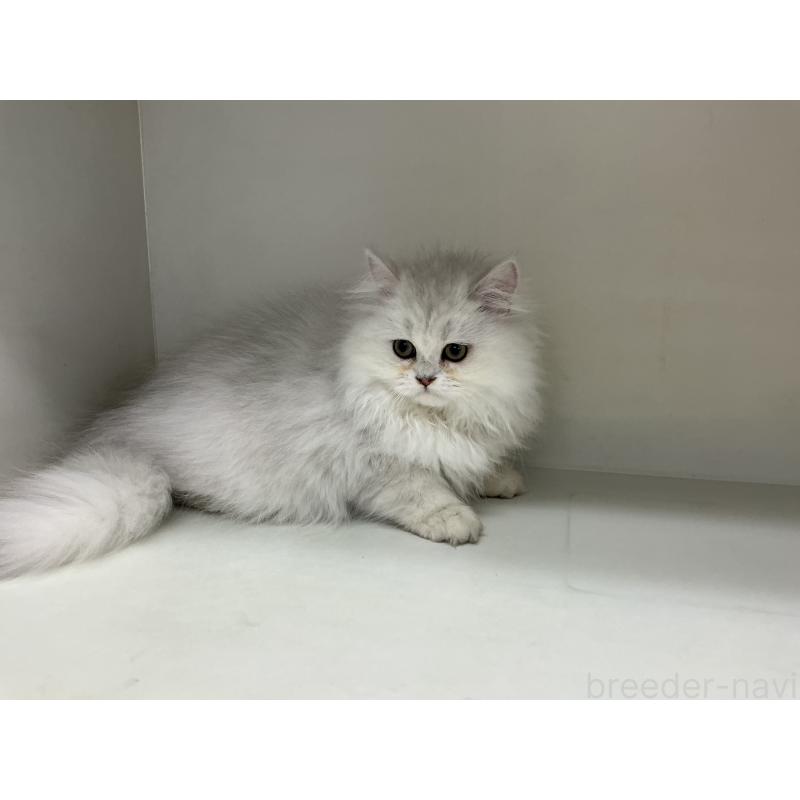 販売中の山形県のペルシャ(チンチラ)-127390の2枚目