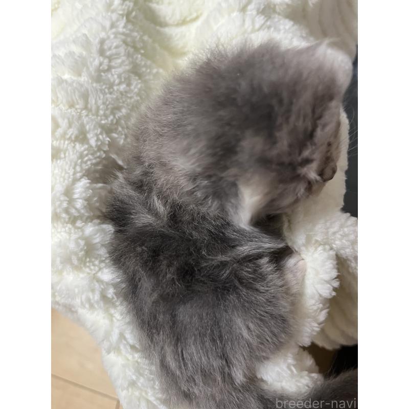 販売中の愛知県のペルシャ(チンチラ)-134172の2枚目