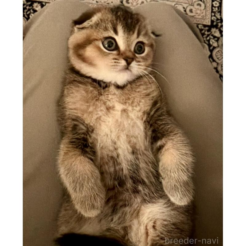 成約済の福岡県のスコティッシュフォールド-133207の33枚目