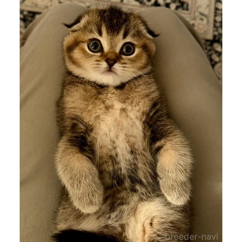 成約済の福岡県のスコティッシュフォールド-133207の32枚目