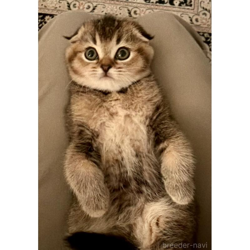 成約済の福岡県のスコティッシュフォールド-133207の30枚目