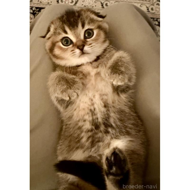 成約済の福岡県のスコティッシュフォールド-133207の29枚目