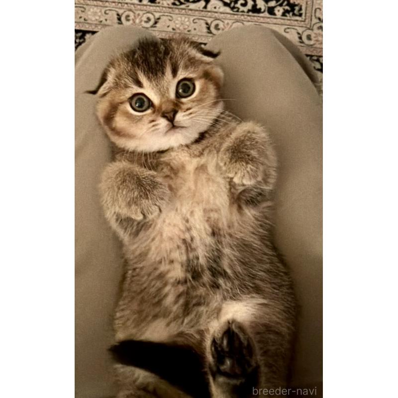 成約済の福岡県のスコティッシュフォールド-133207の28枚目