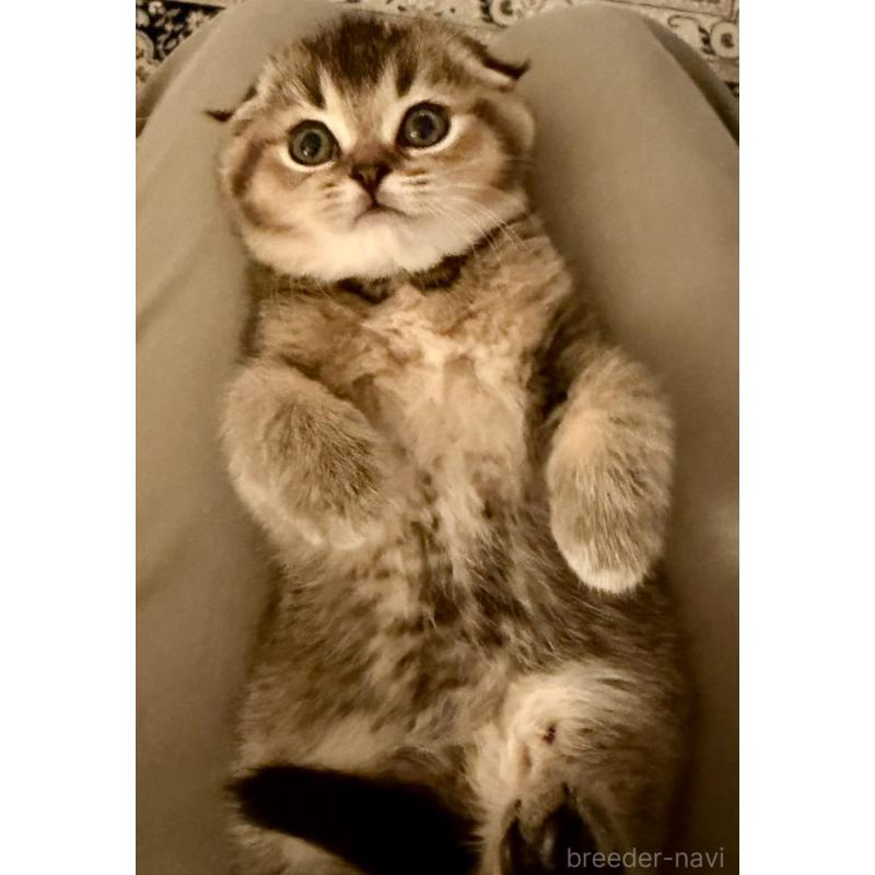 成約済の福岡県のスコティッシュフォールド-133207の27枚目