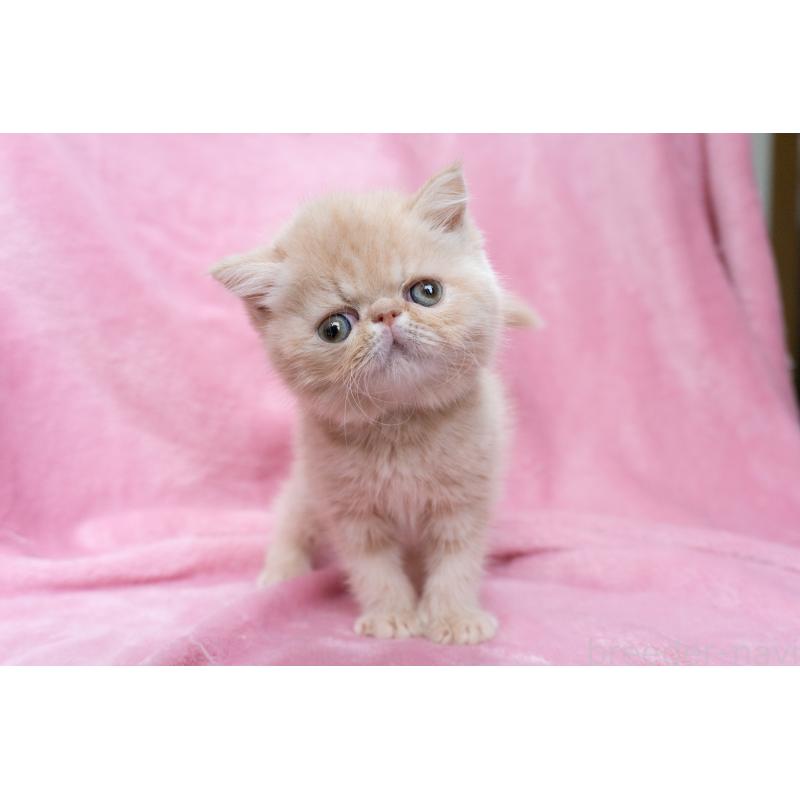 販売中の東京都のエキゾチックショートヘア-132295の14枚目