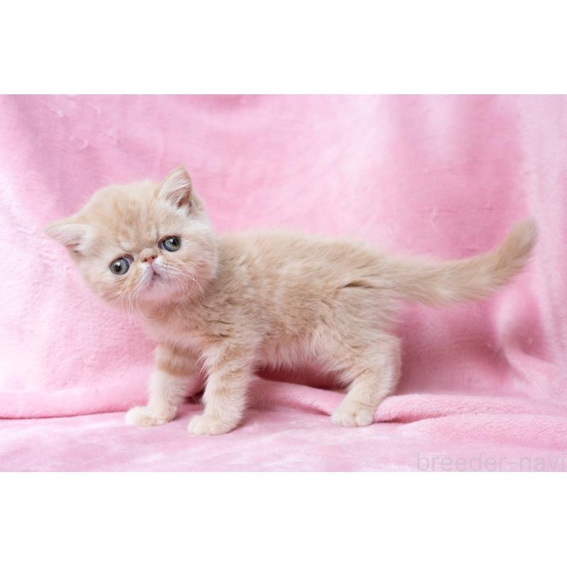 販売中の東京都のエキゾチックショートヘア-132295の13枚目