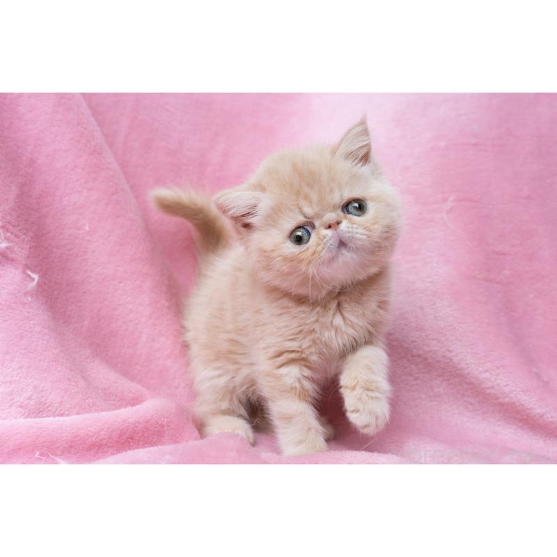 販売中の東京都のエキゾチックショートヘア-132295の12枚目