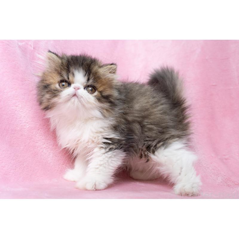 販売中の東京都のエキゾチックロングヘア-132297の15枚目