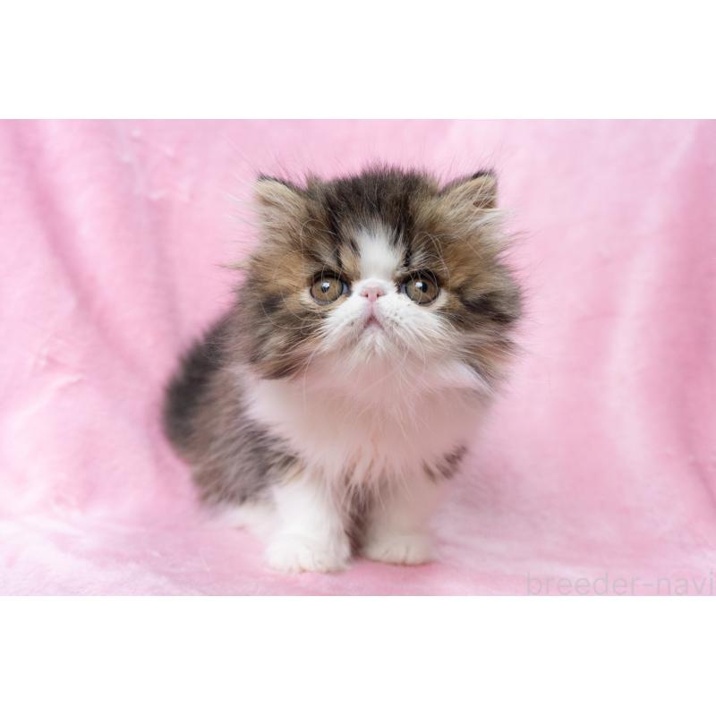 販売中の東京都のエキゾチックロングヘア-132297の14枚目