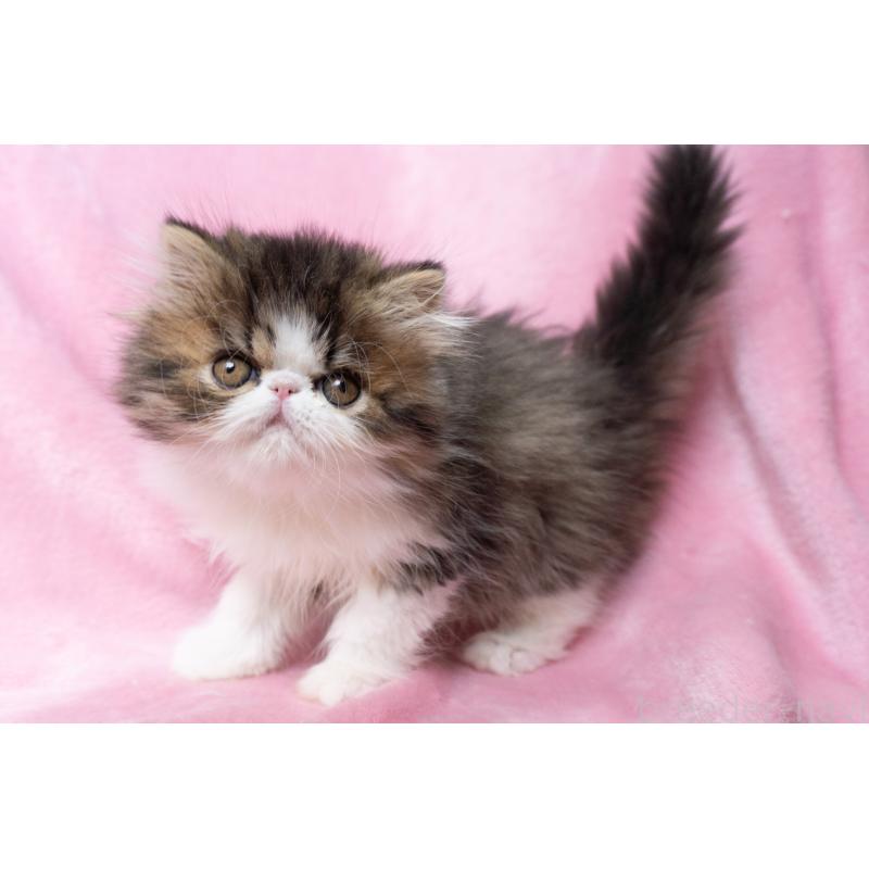 販売中の東京都のエキゾチックロングヘア-132297の13枚目