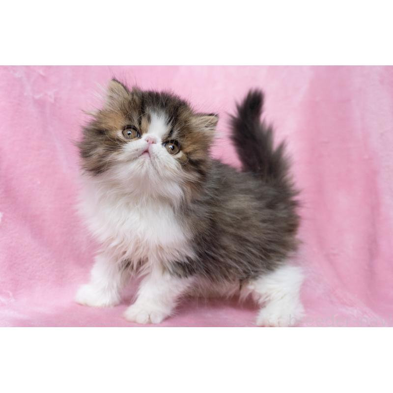 販売中の東京都のエキゾチックロングヘア-132297の12枚目