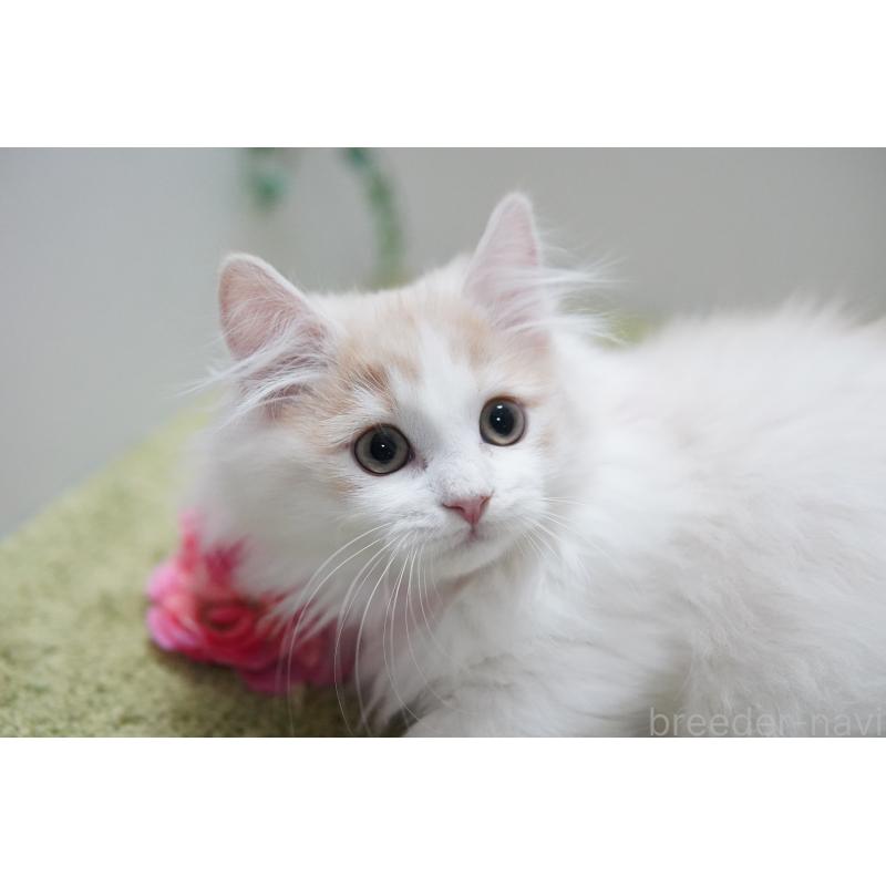 販売中の神奈川県のマンチカン(短足)-130329の6枚目