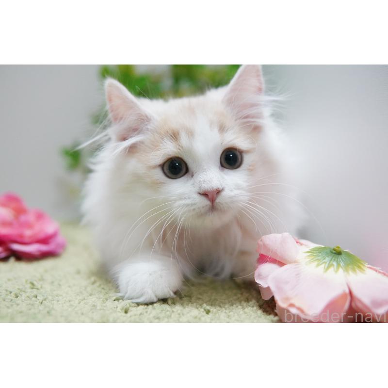 販売中の神奈川県のマンチカン(短足)-130329の5枚目