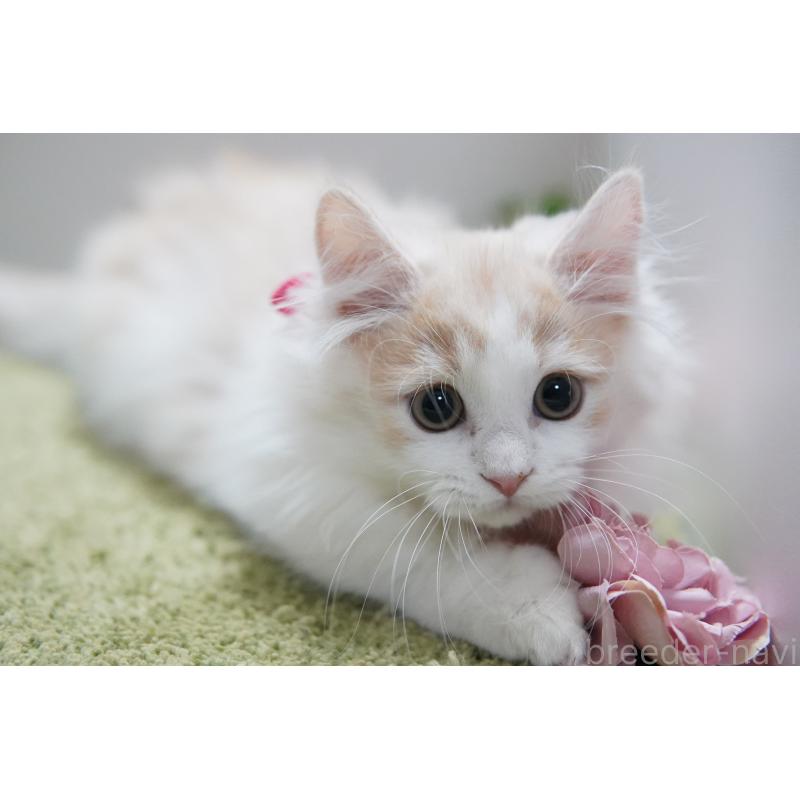 販売中の神奈川県のマンチカン(短足)-130329の4枚目