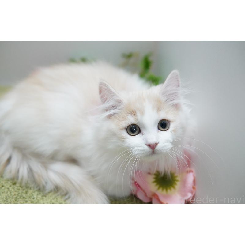 販売中の神奈川県のマンチカン(短足)-130329の3枚目