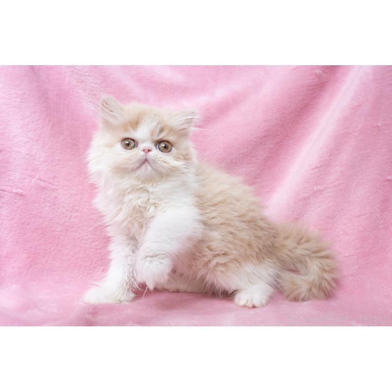 販売中の東京都のエキゾチックロングヘア-132299の14枚目