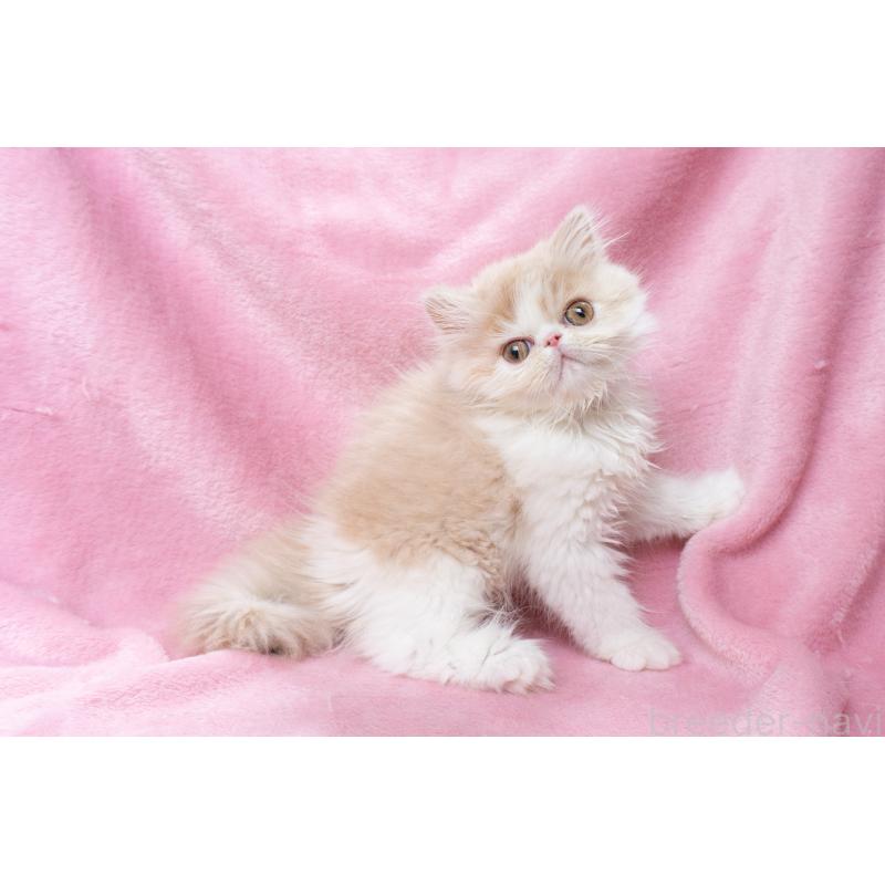 販売中の東京都のエキゾチックロングヘア-132299の13枚目