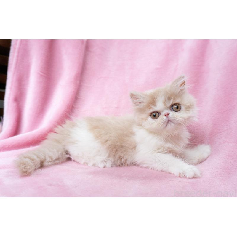 販売中の東京都のエキゾチックロングヘア-132299の12枚目