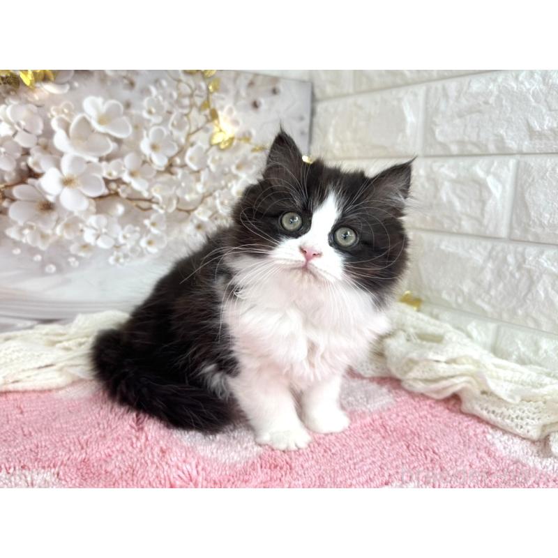 販売中の埼玉県のミヌエット-131843