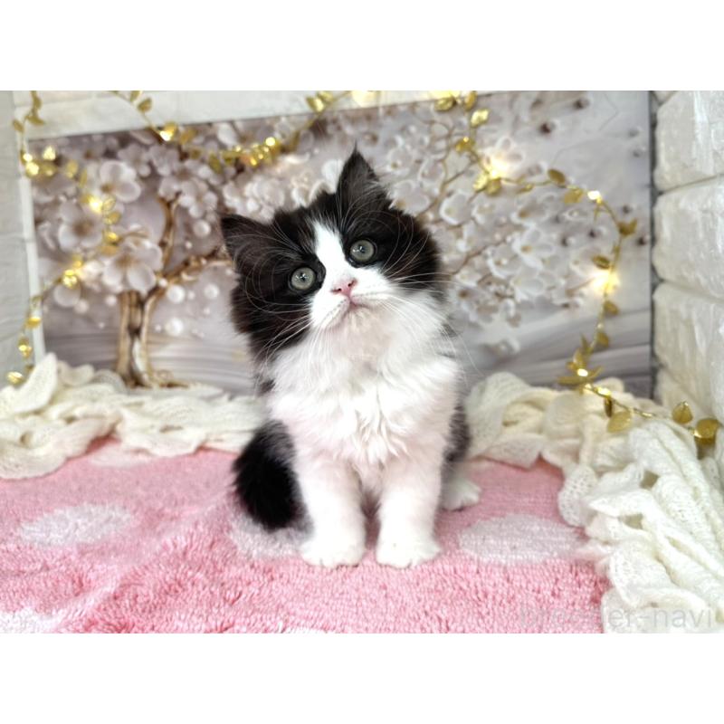 販売中の埼玉県のミヌエット-131843の6枚目