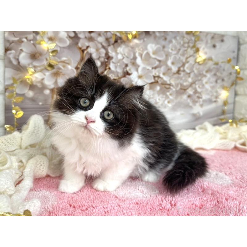 販売中の埼玉県のミヌエット-131843の5枚目